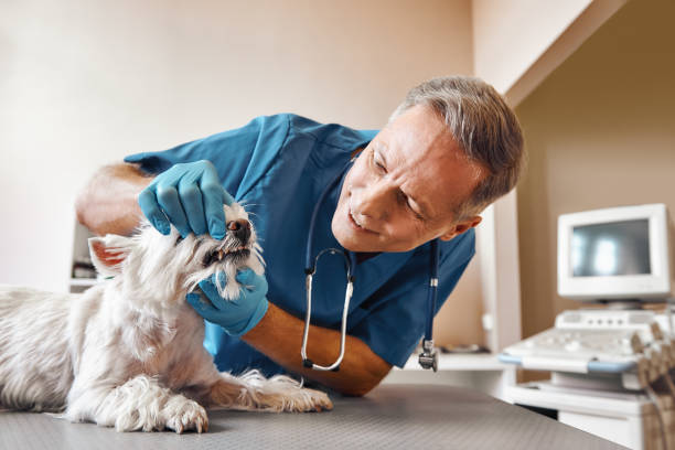 Best Urgent Dental Care  in Perryville, AR